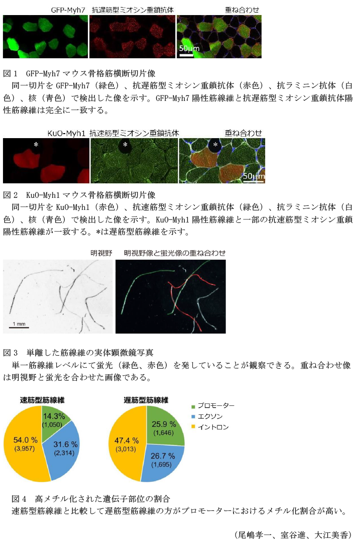 図1 GFP-Myh7マウス骨格筋横断切片像,図2 KuO-Myh1マウス骨格筋横断切片像,図3 単離した筋線維の実体顕微鏡写真,図4 高メチル化された遺伝子部位の割合