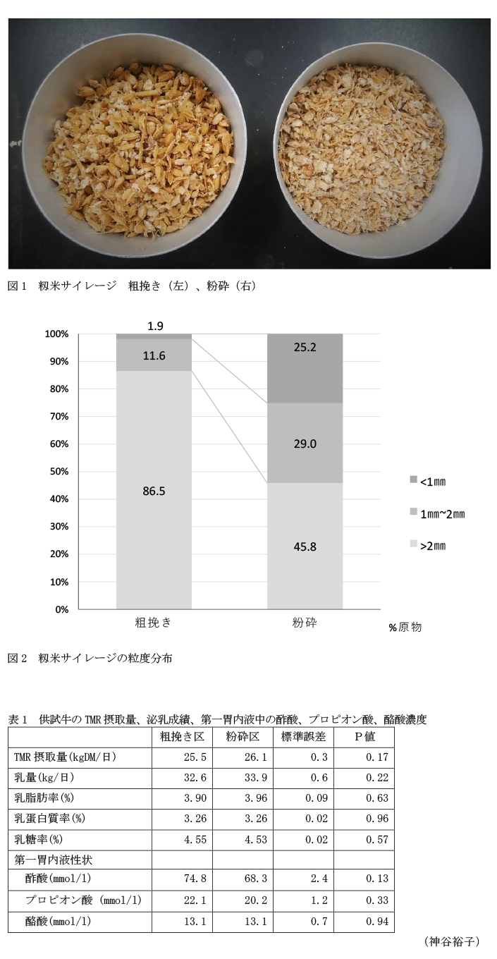 図1 籾米サイレージ 粗挽き(左)、粉砕(右),図2 籾米サイレージの粒度分布,表1 供試牛のTMR摂取量、泌乳成績、第一胃内液中の酢酸、プロピオン酸、酪酸濃度