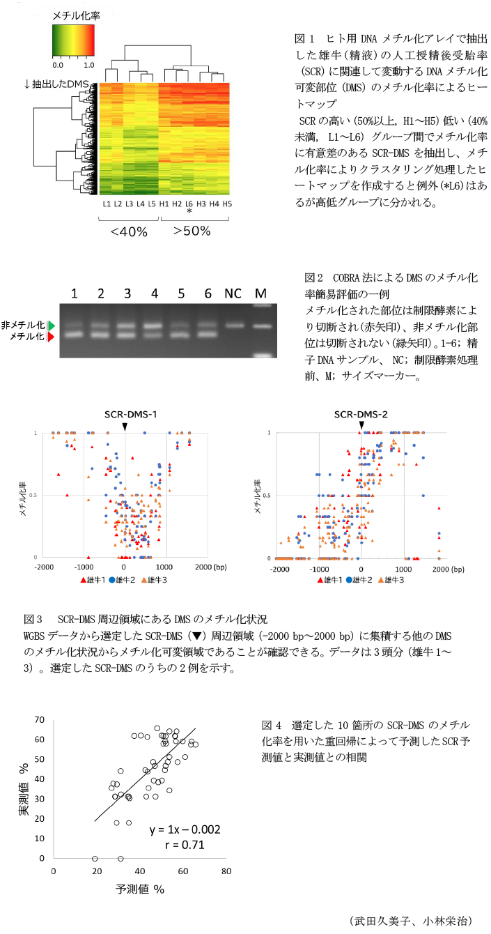 図1 ヒト用DNAメチル化アレイで抽出した雄牛(精液)の人工授精後受胎率(SCR)に関連して変動するDNAメチル化可変部位(DMS)のメチル化率によるヒートマップ,図2 COBRA法によるDMSのメチル化率簡易評価の一例,図3  SCR-DMS周辺領域にあるDMSのメチル化状況,図4 選定した10箇所のSCR-DMSのメチル化率を用いた重回帰によって予測したSCR予測値と実測値との相関