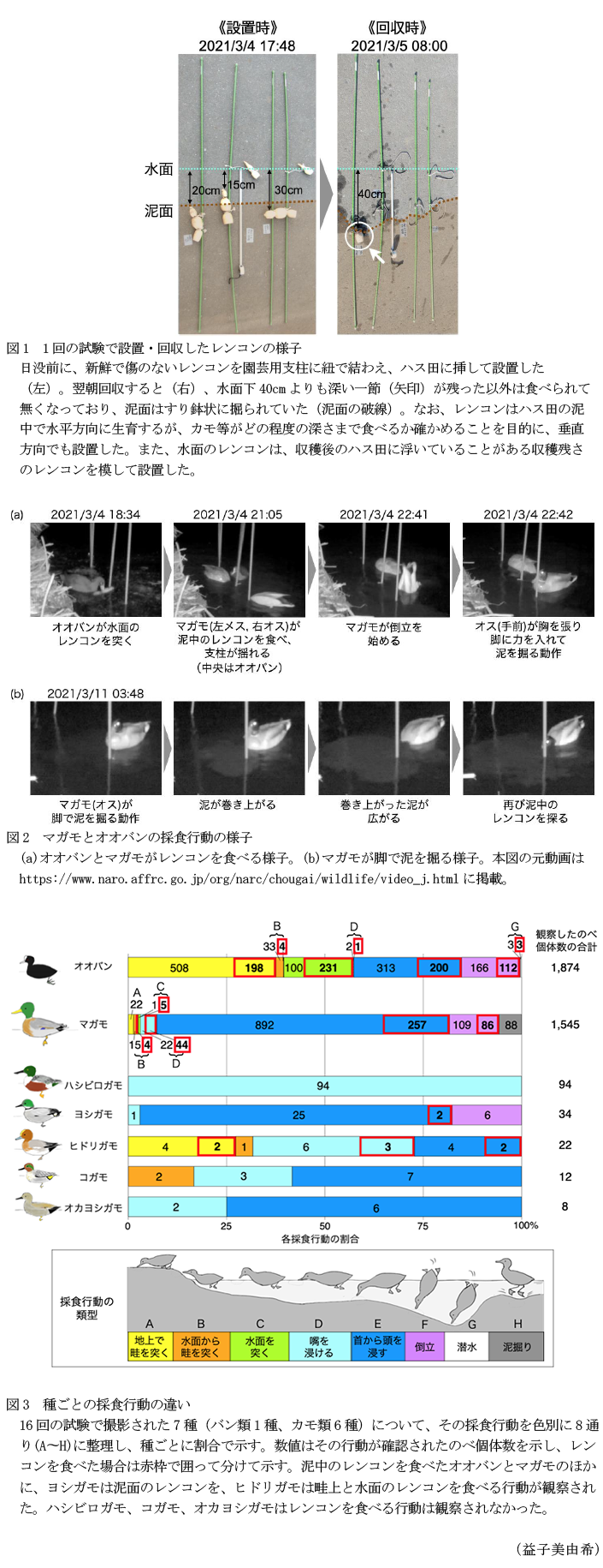 図1 1回の試験で設置・回収したレンコンの様子,図2 マガモとオオバンの採食行動の様子,図3 種ごとの採食行動の違い