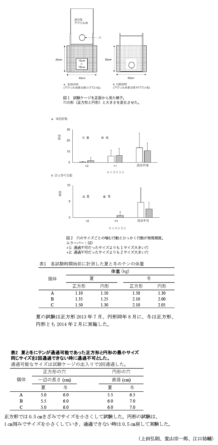 図1 試験ケージを正面から見た様子,図2 穴のサイズごとの噛む行動とひっかく行動が発現頻度,表1 各試験時開始前に計測した夏と冬のテンの体重,表2 夏と冬にテンが通過可能であった正方形と円形の最小サイズ