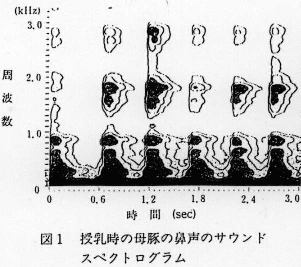 図1.授乳時の母豚の鼻声サウンドスペクトログラム