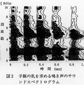 図2.子豚の乳を求める鳴き声サウンドスペクトログラム