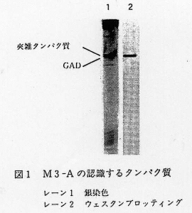 図1.M3-Aの認識するタンパク質