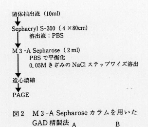 図2.M3-A Sepharoseカラムを用いたGAD精製法