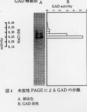 図4.未変性PAGEによるGADの分離