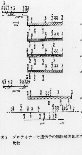 図2.プロテイナーゼ遺伝子の制限酵素地図の比較