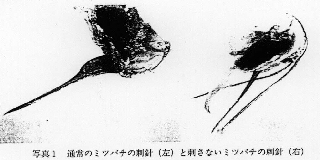 写真1.通常のミツバチの刺針(左)と刺さないミツバチの刺針(右)