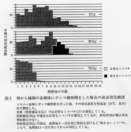 図2.卵から蛹期の各固体にガンマ線処理をした場合の成虫羽化頻度