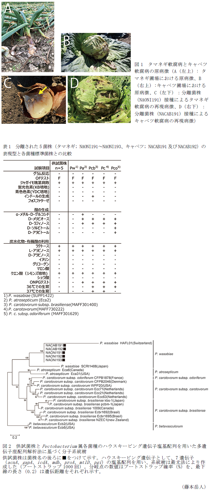 図1 タマネギ軟腐病とキャベツ軟腐病の原病徴,表1 分離された5菌株(タマネギ; NAONI191～NAONI193、キャベツ; NACAB191及びNACAB192)の表現型と各菌種標準菌株との比較,図2 供試菌株とPectobacterium属各菌種のハウスキーピング遺伝子塩基配列を用いた多遺伝子座配列解析法に基づく分子系統樹