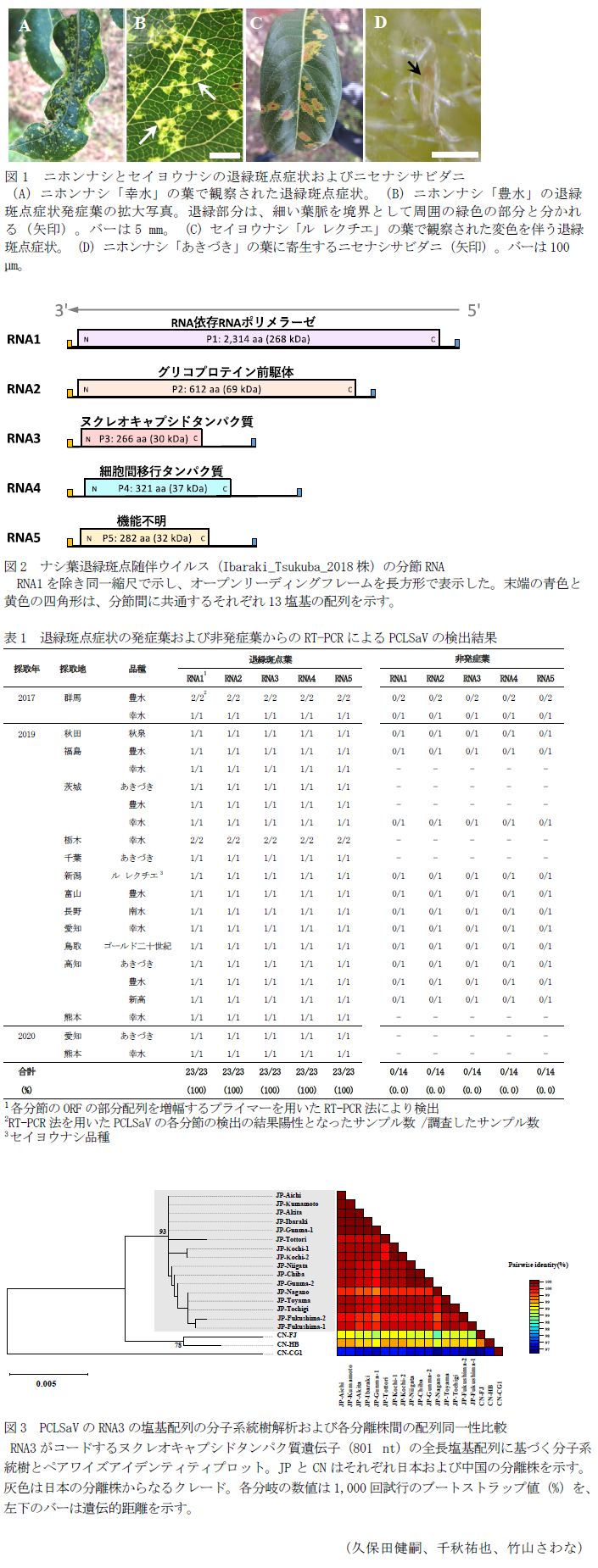 図1 ニホンナシとセイヨウナシの退緑斑点症状およびニセナシサビダニ,図2 ナシ葉退緑斑点随伴ウイルス(Ibaraki_Tsukuba_2018株)の分節RNA,表1 退緑斑点症状の発症葉および非発症葉からのRT-PCRによるPCLSaVの検出結果,図3 PCLSaVのRNA3の塩基配列の分子系統樹解析および各分離株間の配列同一性比較