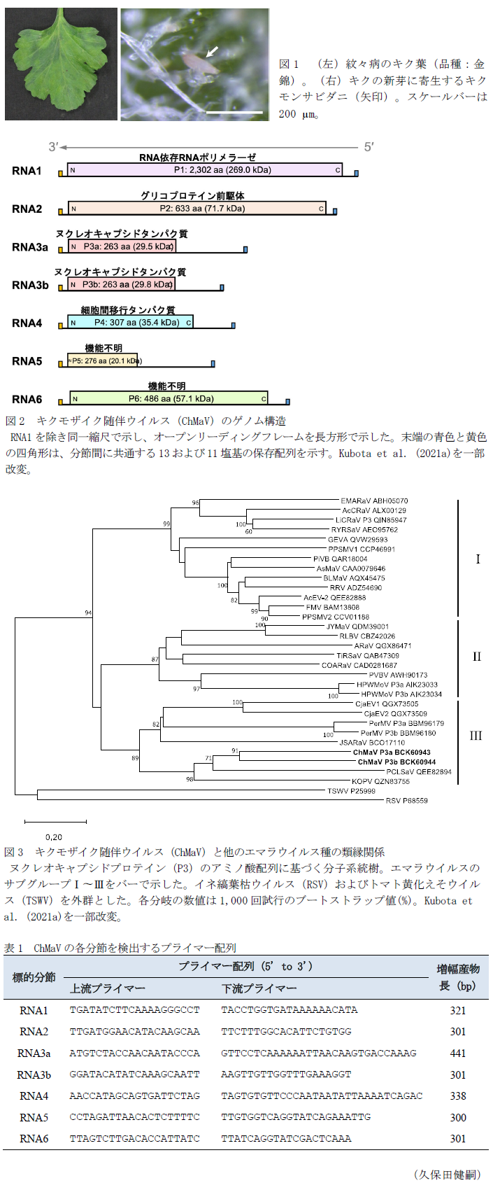 図1 (左)紋々病のキク葉(品種:金錦)。(右)キクの新芽に寄生するキクモンサビダニ(矢印)。,図2 キクモザイク随伴ウイルス(ChMaV)のゲノム構造,図3 キクモザイク随伴ウイルス(ChMaV)と他のエマラウイルス種の類縁関係,表1 ChMaVの各分節を検出するプライマー配列