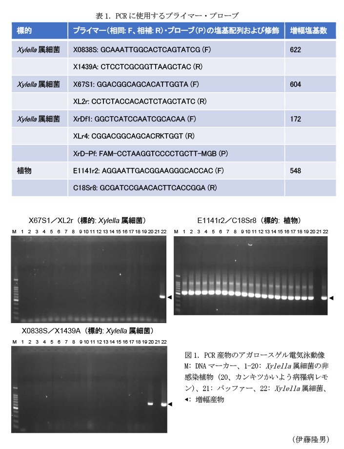 表1.PCRに使用するプライマー・プローブ,図1.PCR産物のアガロースゲル電気泳動像