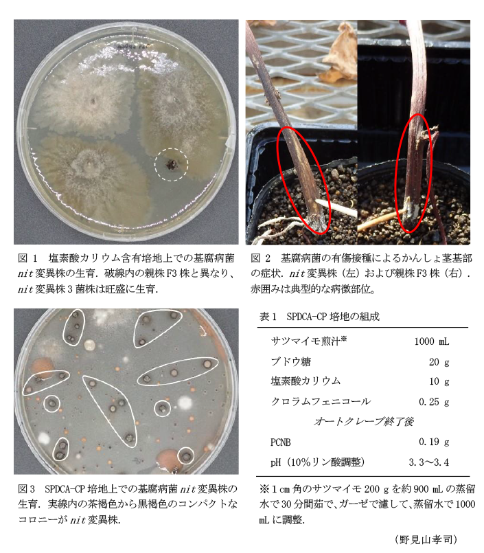 図1 塩素酸カリウム含有培地上での基腐病菌nit変異株の生育.,図2 基腐病菌の有傷接種によるかんしょ茎基部の症状.,図3 SPDCA-CP培地上での基腐病菌nit変異株の生育.,表1 SPDCA-CP培地の組成