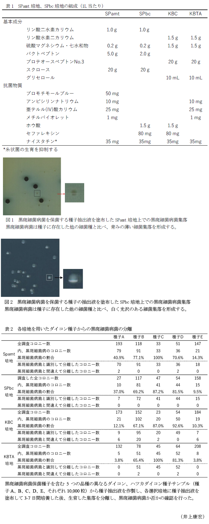 表1 SPamt培地、SPbc培地の組成(1L当たり),表1 SPamt培地、SPbc培地の組成(1L当たり),図2 黒斑細菌病菌を保菌する種子の抽出液を塗布したSPbc培地上での黒斑細菌病菌集落,表2 各培地を用いたダイコン種子からの黒斑細菌病菌の分離