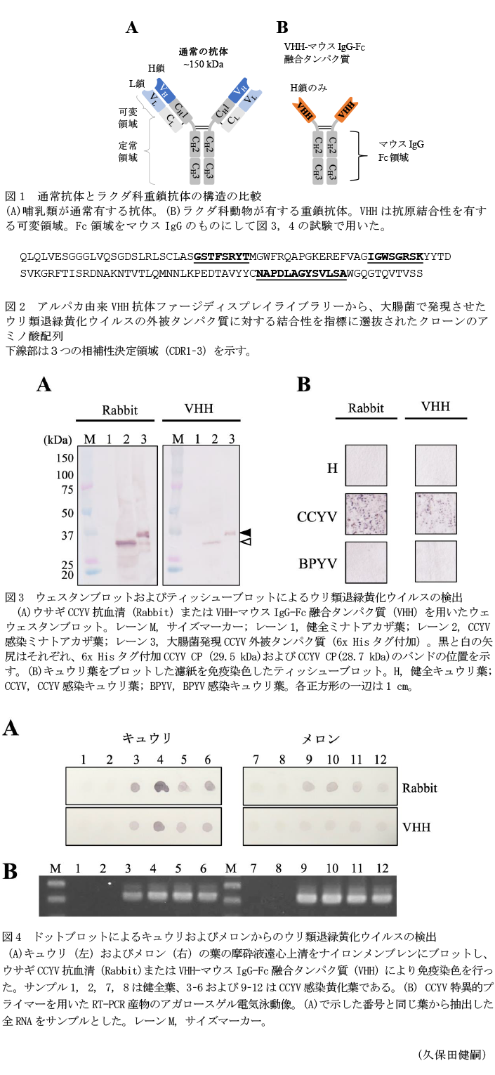 図1 通常抗体とラクダ科重鎖抗体の構造の比較,図1 通常抗体とラクダ科重鎖抗体の構造の比較,図3 ウェスタンブロットおよびティッシューブロットによるウリ類退緑黄化ウイルスの検出,図4 ドットブロットによるキュウリおよびメロンからのウリ類退緑黄化ウイルスの検出