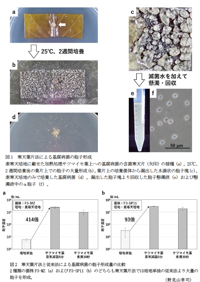 図1 寒天葉片法による基腐病菌の胞子形成,図1 寒天葉片法による基腐病菌の胞子形成