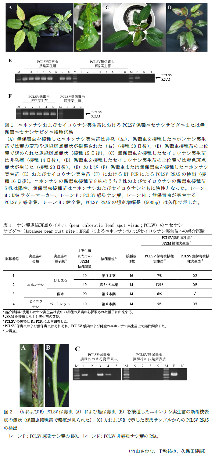 図1 ニホンナシおよびセイヨウナシ実生苗におけるPCLSV保毒ニセナシサビダニまたは無保毒ニセナシサビダニ接種試験,表1 ナシ葉退緑斑点ウイルス(pear chlorotic leaf spot virus;PCLSV)のニセナシ,図2 (AおよびB)PCLSV保毒虫(A)および無保毒虫(B)を接種したニホンナシ実生苗の新梢枝表皮の症状(保毒虫接種苗で壊疽が見られた)、(C)AおよびBで示した表皮サンプルからのPCLSV RNA5の検出