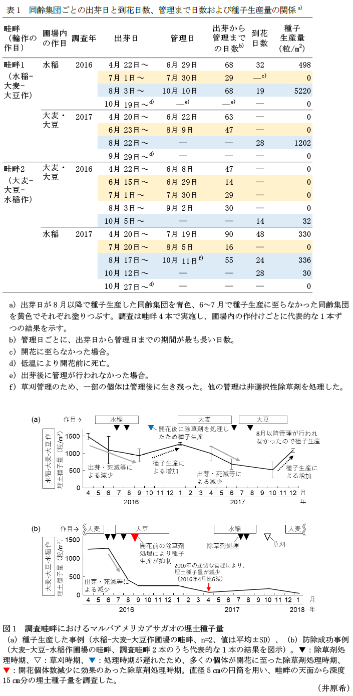 表1 同齢集団ごとの出芽日と開花まで日数、管理まで日数および種子生産量の関係,図1 調査畦畔におけるマルバアメリカアサガオの埋土種子量