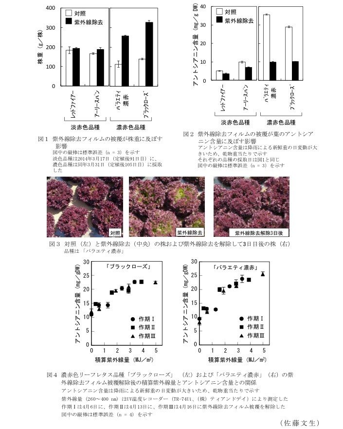 図1 紫外線除去フィルムの被覆が株重に及ぼす影響?図2 紫外線除去フィルムの被覆が葉のアントシアニン含量に及ぼす影響?図3 対照(左)と紫外線除去(中央)の株および紫外線除去を解除して3日目後の株(右)?図4 濃赤色リーフレタス品種「ブラックローズ」(左)および「バラエティ濃赤」(右)の紫外線除去フィルム被覆解除後の積算紫外線量とアントシアニン含量との関係