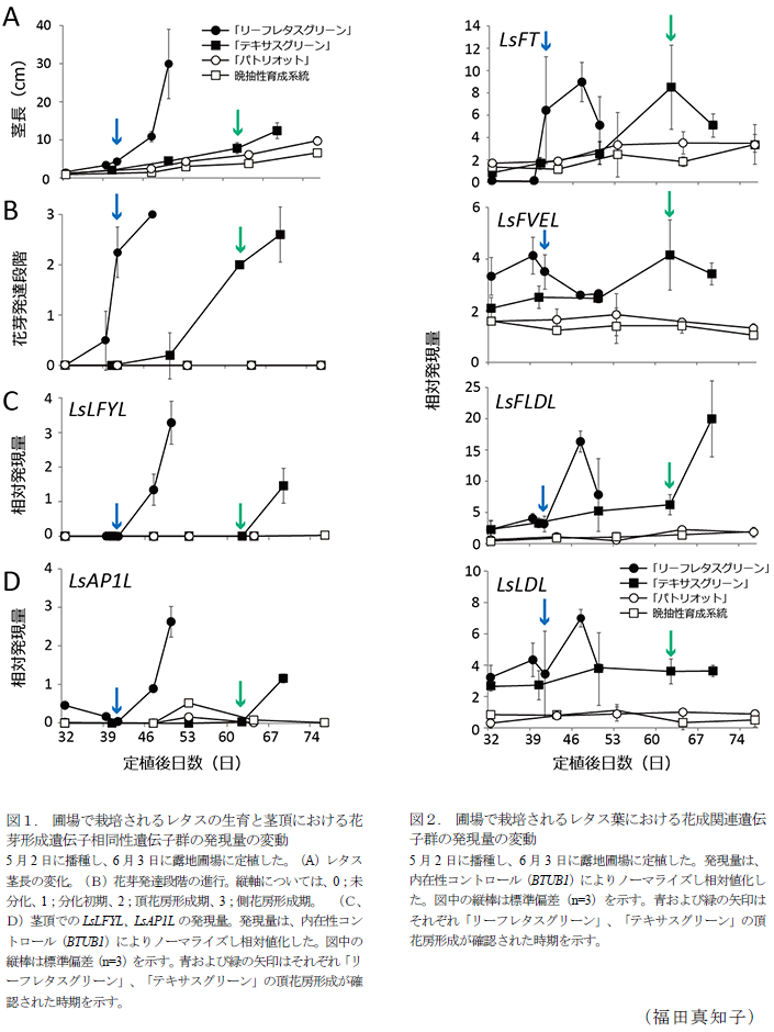 図1. 圃場で栽培されるレタスの生育と茎頂における花芽形成遺伝子相同性遺伝子群の発現量の変動?図2. 圃場で栽培されるレタス葉における花成関連遺伝子群の発現量の変動