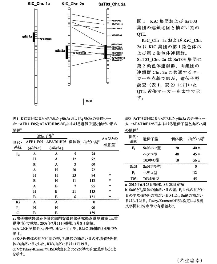 図1 KiC集団およびSaT03集団の連鎖地図と抽だい期のQTL?表1 KiC集団に見いだされたqBlt1aおよびqBlt2aの近傍マーカーAFB11E05とAFAT01H05のF2における遺伝子型と抽だい期の関係?表2 SaT03集団に見いだされたqBlt2aの近傍マーカーAFAT10E12のF2における遺伝子型と抽だい期の関係