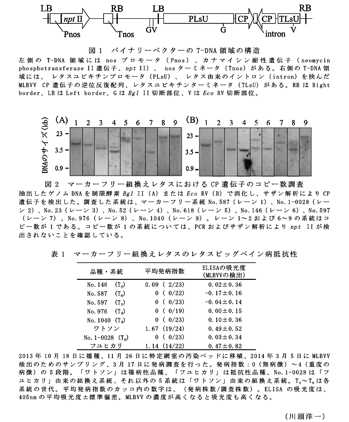 図1 バイナリーベクターのT-DNA領域の構造?図2 マーカーフリー組換えレタスにおけるCP遺伝子のコピー数調査?表1 マーカーフリー組換えレタスのレタスビッグベイン病抵抗性