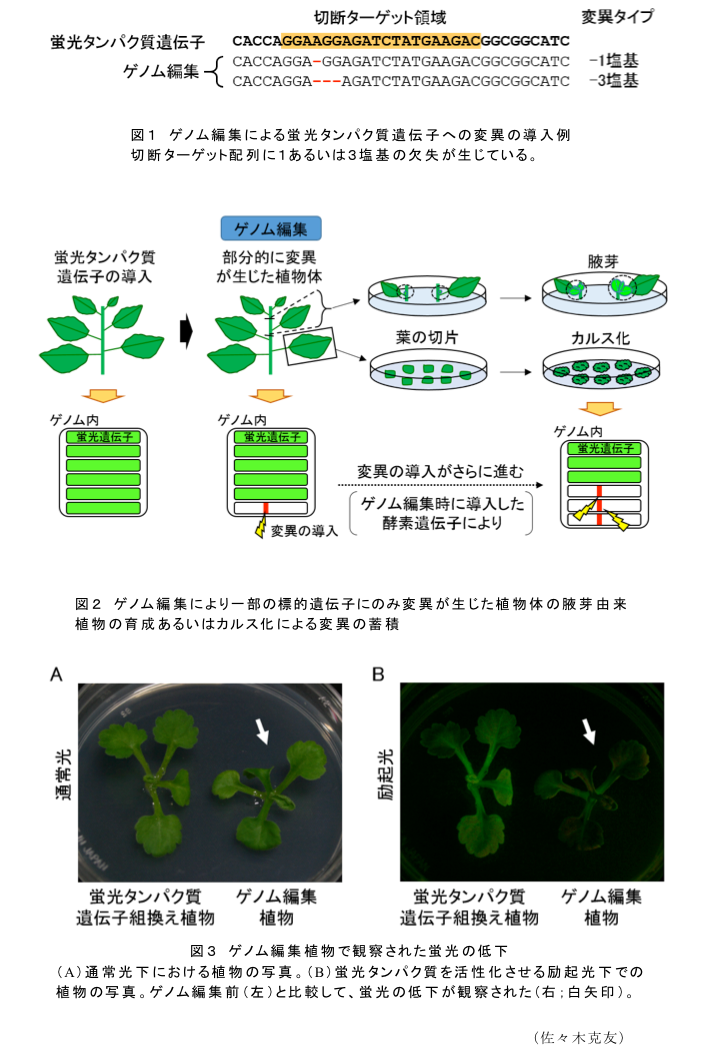 図1 ゲノム編集による蛍光タンパク質遺伝子への変異の導入例?図2 ゲノム編集により一部の標的遺伝子にのみ変異が生じた植物体の腋芽由来植物の育成あるいはカルス化による変異の蓄積?図3 ゲノム編集植物で観察された蛍光の低下