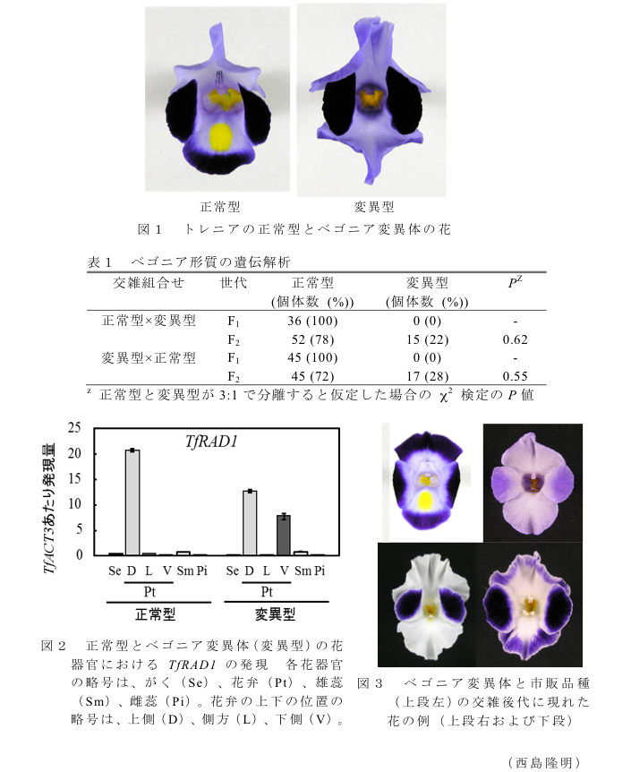 図1 トレニアの正常型とベゴニア変異体の花?表1 ベゴニア形質の遺伝解析?図2 正常型とベゴニア変異体(変異型)の花器官におけるTfRAD1の発現?図3 ベゴニア変異体と市販品種(上段左)の交雑後代に現れた花の例