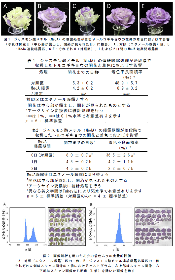 図1 ジャスモン酸メチル(MeJA)の曝露処理が蕾切りトルコギキョウの花弁の着色におよぼす影響?表1 ジャスモン酸メチル(MeJA)の連続曝露処理が蕾段階で収穫したトルコギキョウの開花と着色におよぼす影響?表2 ジャスモン酸メチル(MeJA)の曝露期間が蕾段階で収穫したトルコギキョウの開花と着色におよぼす影響?図2 画像解析を用いた花弁の着色ムラの定量的評価