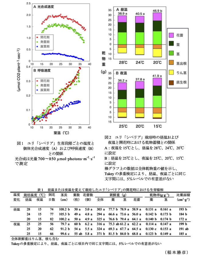 図1 ユリ「シベリア」生育段階ごとの温度と個体光合成速度(A)および呼吸速度(B)との関係?図2 ユリ「シベリア」栽培時の昼温および夜温と開花時における乾物蓄積との関係?表1 昼温または夜温を変えて栽培したユリ「シベリア」の開花時における生育様相