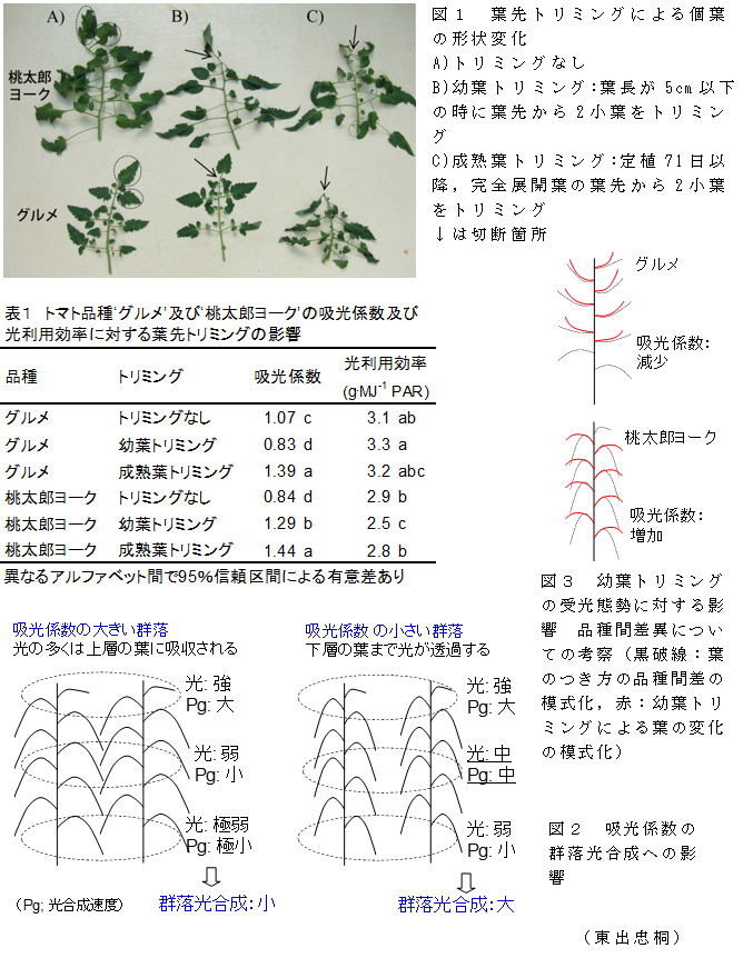 図1 葉先トリミングによる個葉の形状変化;図2 吸光係数の群落光合成への影響;図3 幼葉トリミングの受光態勢に対する影響 品種間差異についての考察
