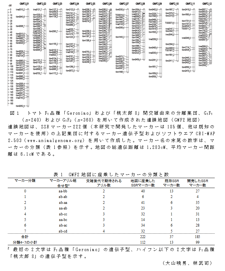 図1 トマトF1品種「Geronimo」および「桃太郎8」間交雑由来の分離集団、G1F1(n=240)およびG1F2(n=360)を用いて作成された連鎖地図(GMF2地図);表1 GMF2地図に座乗したマーカーの分類と数;