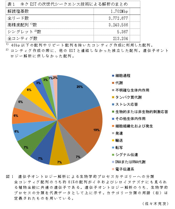 表1 キクESTの次世代シークエンス技術による解析のまとめ;図1 遺伝子オントロジー解析による生物学的プロセスカテゴリーへの分類