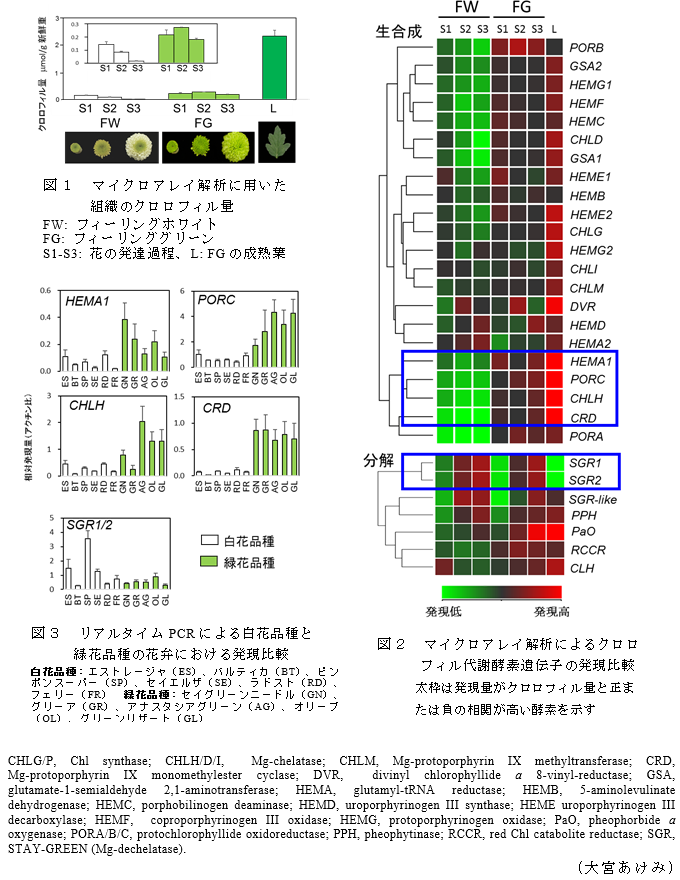図1 マイクロアレイ解析に用いた組織のクロロフィル量;図2 マイクロアレイ解析によるクロロ
フィル代謝酵素遺伝子の発現比較;図3 リアルタイムPCRによる白花品種と緑花品種の花弁における発現比較