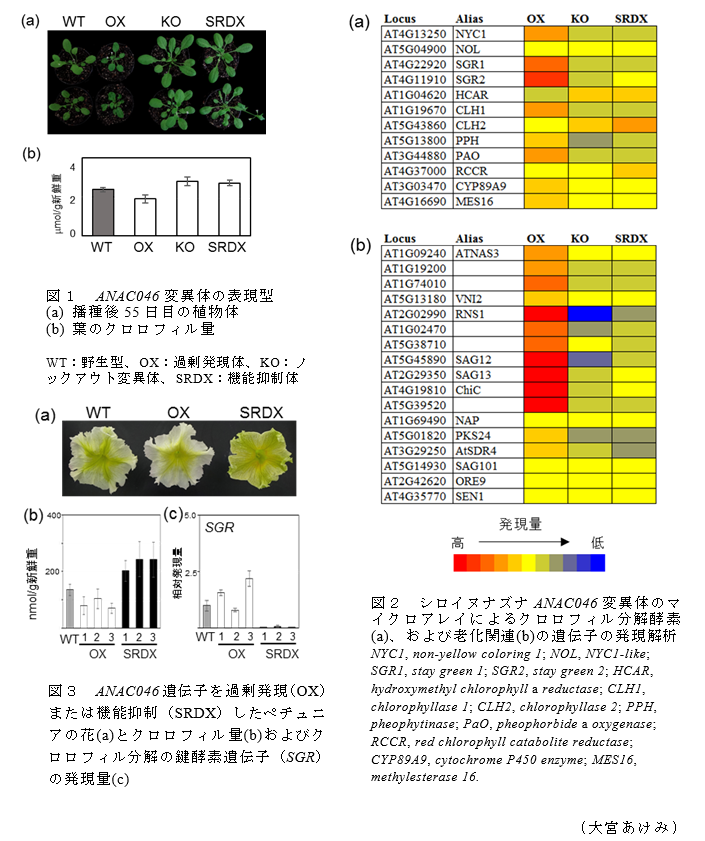 図1 ANAC046変異体の表現型;図2 シロイヌナズナANAC046変異体のマイクロアレイによるクロロフィル分解酵素;図3 ANAC046遺伝子を過剰発現(OX)または機能抑制(SRDX)したペチュニアの花(a)とクロロフィル量(b)およびクロロフィル分解の鍵酵素遺伝子(SGR)の発現量(c)