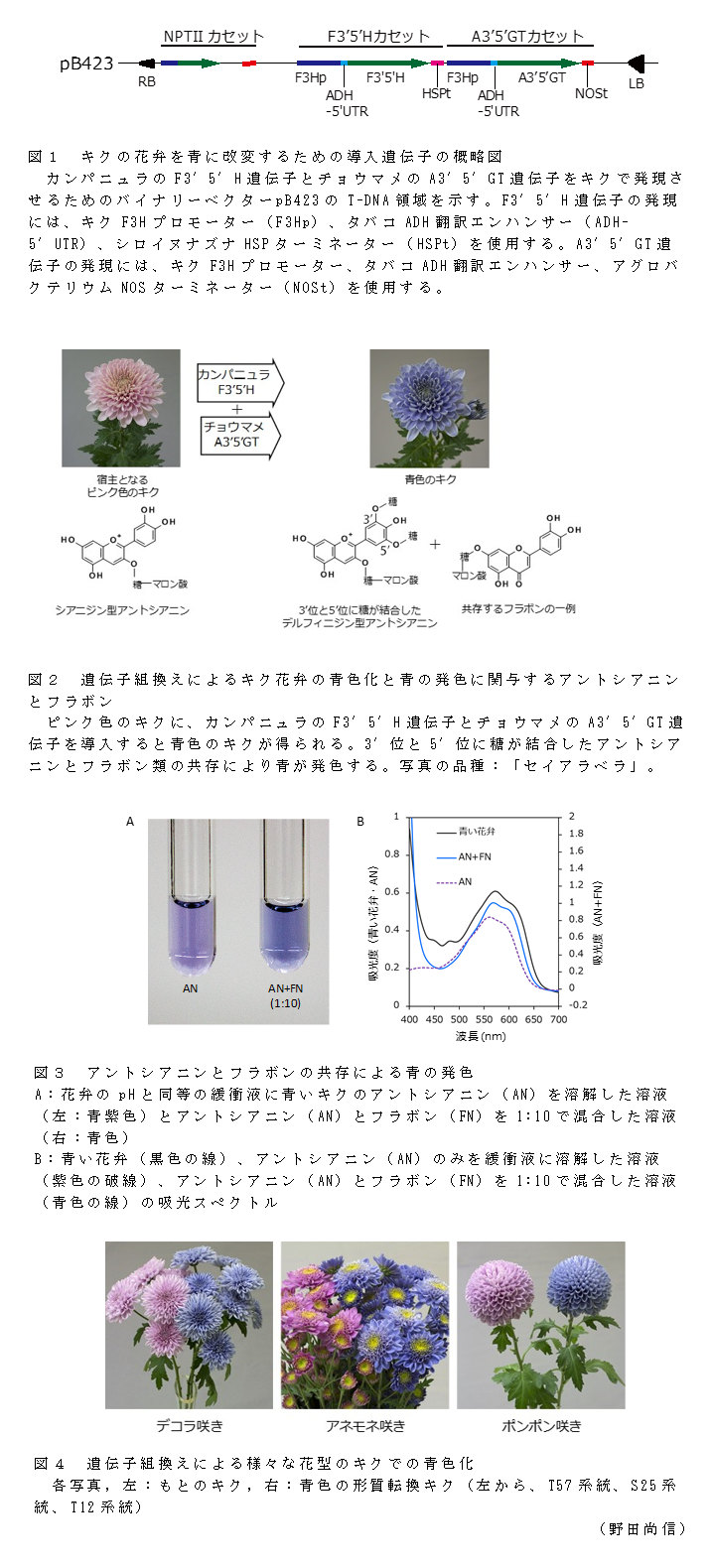 図1 キクの花弁を青に改変するための導入遺伝子の概略図;図2 遺伝子組換えによるキク花弁の青色化と青の発色に関与するアントシアニンとフラボン;図3 アントシアニンとフラボンの共存による青の発色;図4 遺伝子組換えによる様々な花型のキクでの青色化