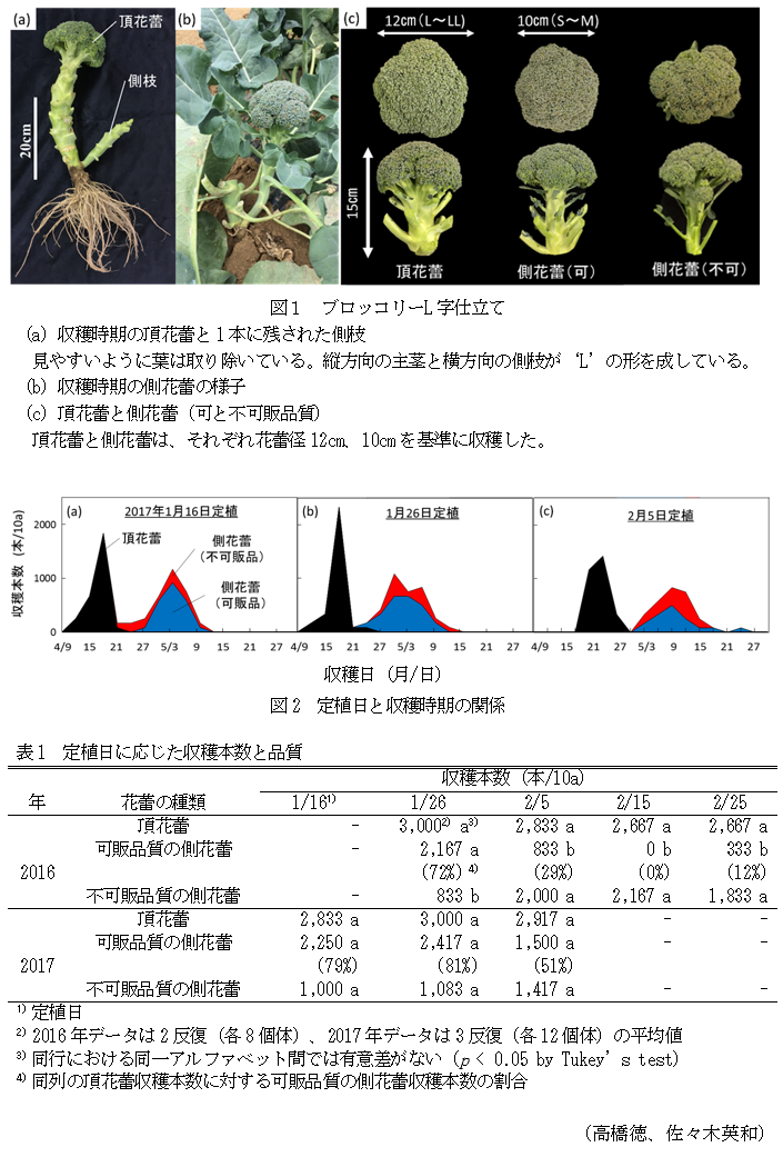 図1 ブロッコリーL字仕立て,図2 定植日と収穫時期の関係,表1 定植日に応じた収穫本数と品質