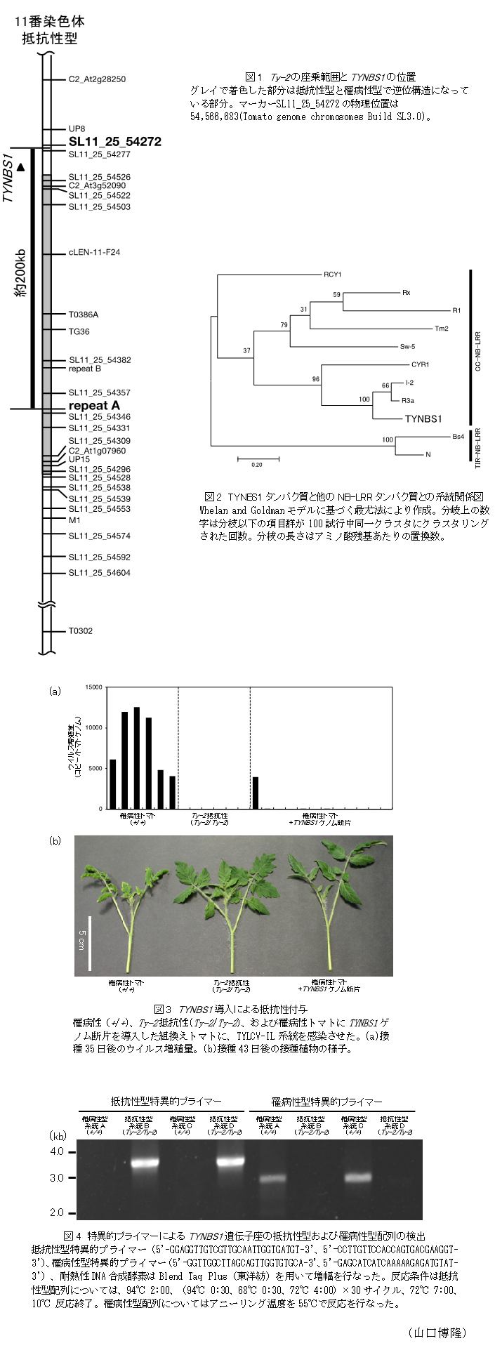 図1 Ty-2の座乗範囲とTYNBS1の位置,図2 TYNBS1タンパク質と他のNB-LRRタンパク質との系統関係図,図3 TYNBS1導入による抵抗性付与,図4 特異的プライマーによるTYNBS1遺伝子座の抵抗性型および罹病性型配列の検出