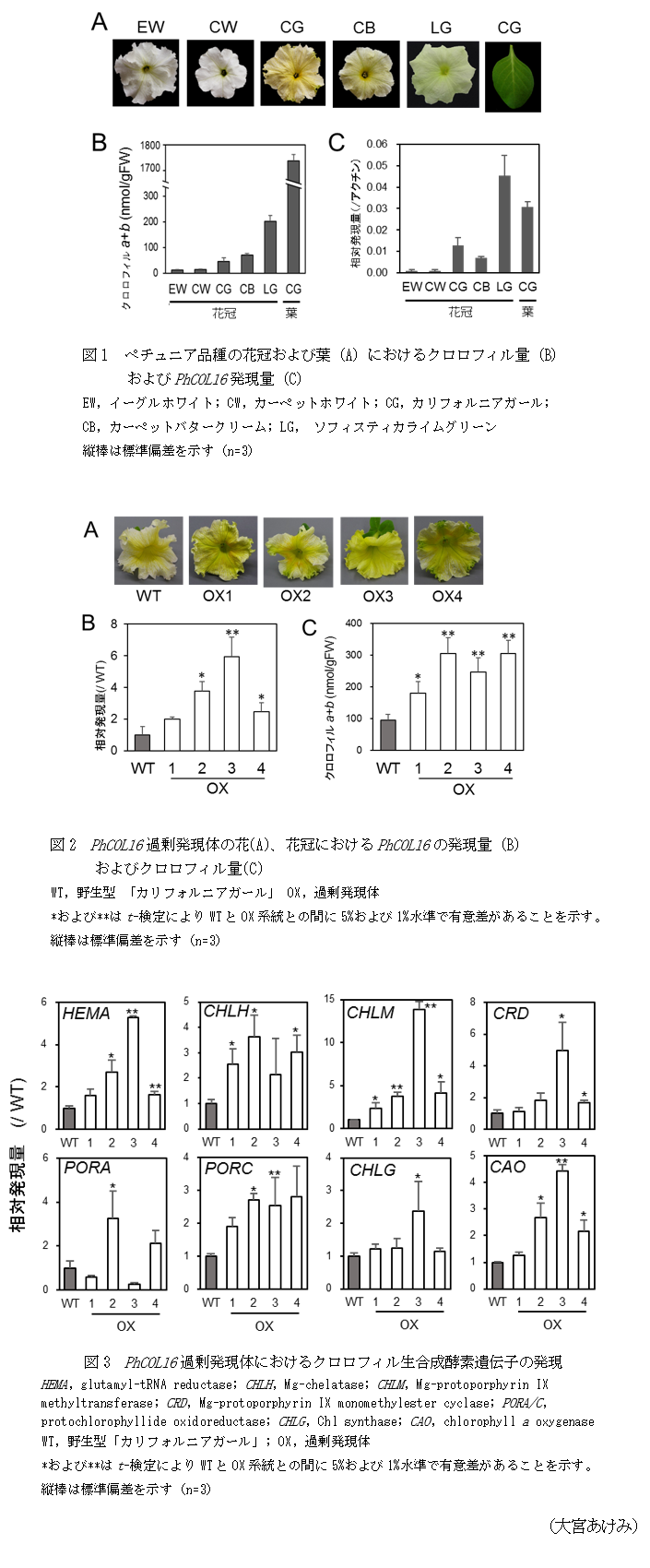 図1 ペチュニア品種の花冠および葉(A)におけるクロロフィル量(B)およびPhCOL16発現量(C),図2 PhCOL16過剰発現体の花(A)、花冠におけるPhCOL16の発現量(B)およびクロロフィル量(C),図3 PhCOL16過剰発現体におけるクロロフィル生合成酵素遺伝子の発現