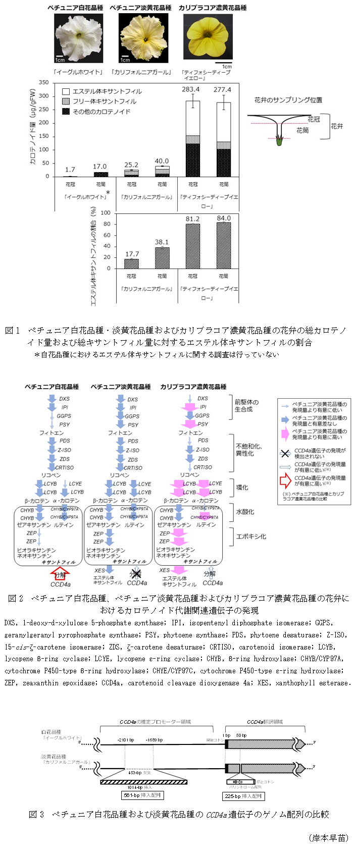 図1 ペチュニア白花品種・淡黄花品種およびカリブラコア濃黄花品種の花弁の総カロテノイド量および総キサントフィル量に対するエステル体キサントフィルの割合,図2 ペチュニア白花品種、ペチュニア淡黄花品種およびカリブラコア濃黄花品種の花弁におけるカロテノイド代謝関連遺伝子の発現,図3 ペチュニア白花品種および淡黄花品種のCCD4a遺伝子のゲノム配列の比較