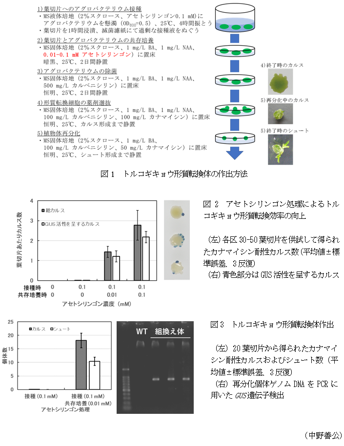 図1 トルコギキョウ形質転換体の作出方法,図2 アセトシリンゴン処理によるトルコギキョウ形質転換効率の向上,図3 トルコギキョウ形質転換体作出