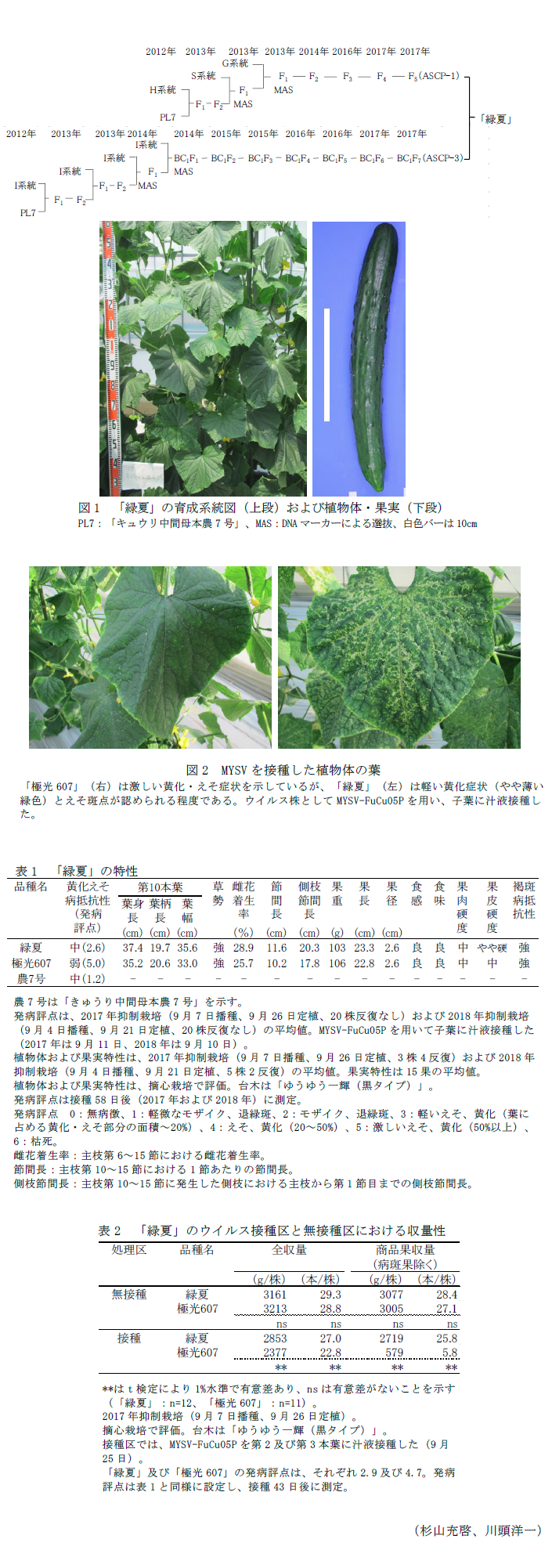 図1 「緑夏」の育成系統図(上段)および植物体・果実(下段),図2 MYSVを接種した植物体の葉,表1 「緑夏」の特性,表2 「緑夏」のウイルス接種区と無接種区における収量性
