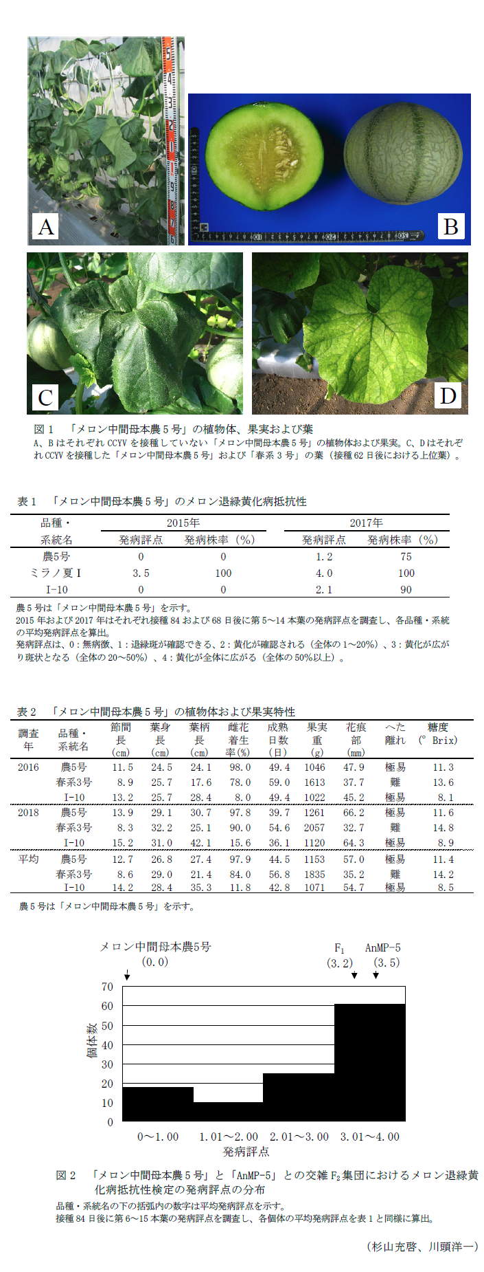 図1 「メロン中間母本農5号」の植物体、果実および葉,表1 「メロン中間母本農5号」のメロン退緑黄化病抵抗性,表2 「メロン中間母本農5号」の植物体および果実特性,図2 「メロン中間母本農5号」と「AnMP-5」との交雑F2集団におけるメロン退緑黄化病抵抗性検定の発病評点の分布
