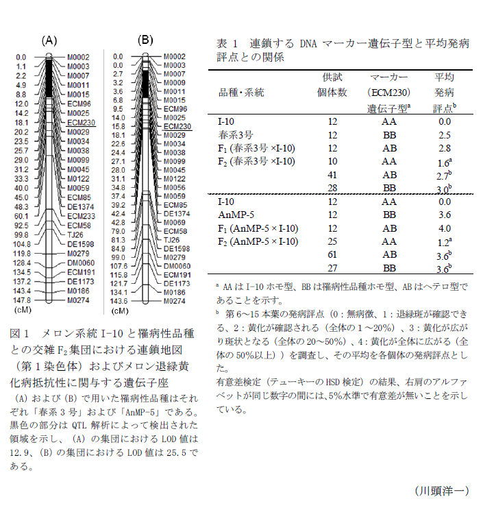 図1 メロン系統I-10と罹病性品種との交雑F2集団における連鎖地図,表1 連鎖するDNAマーカー遺伝子型と平均発病評点との関係