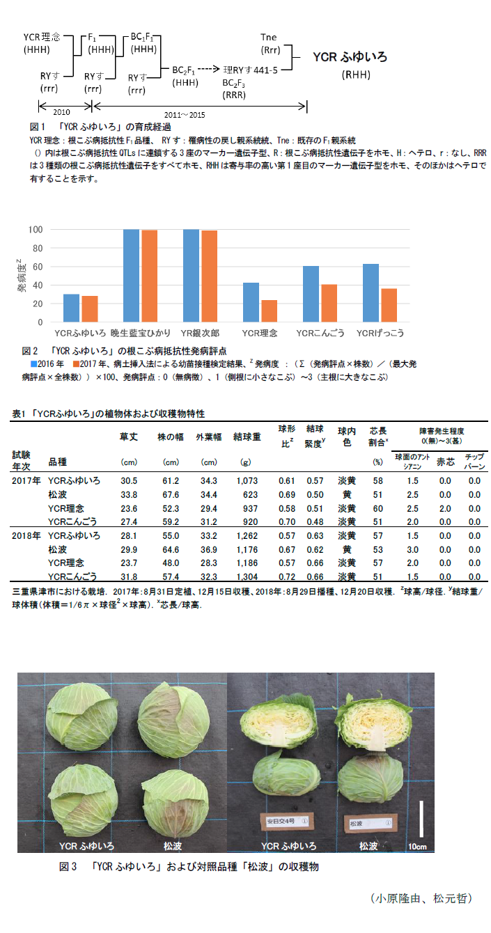 図1 「YCRふゆいろ」の育成経過,図2 「YCRふゆいろ」の根こぶ病抵抗性発病評点,図3 「YCRふゆいろ」および対照品種「松波」の収穫物,表1「YCRふゆいろ」の植物体および収穫物特性