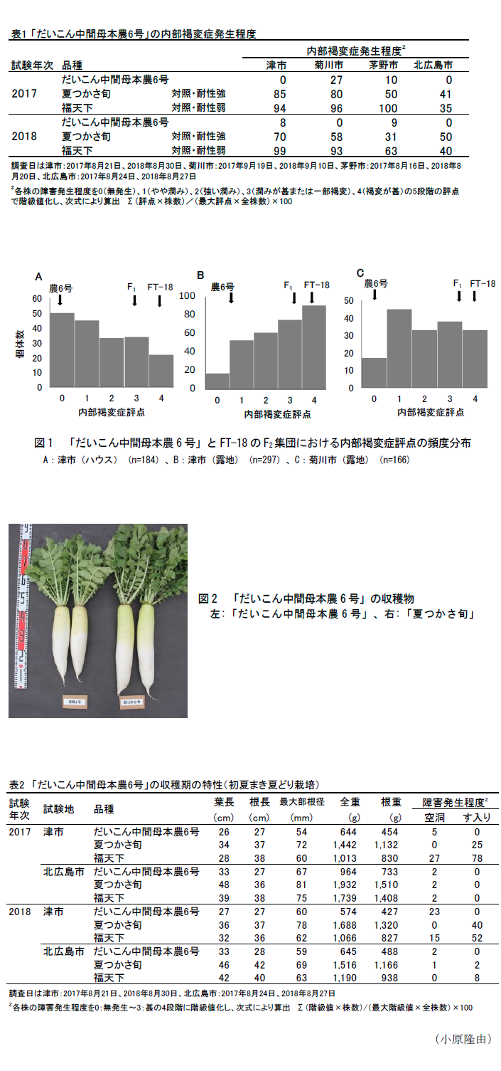 表1「だいこん中間母本農6号」の内部褐変症発生程度,図1 「だいこん中間母本農6号」と FT-18のFz集団における内部褐変症評点の頻度分布,図2 「だいこん中間母本農6号」の収穫物,表2「だいこん中間母本農6号」の収穫期の特性(初夏まき夏どり栽培) 試驗