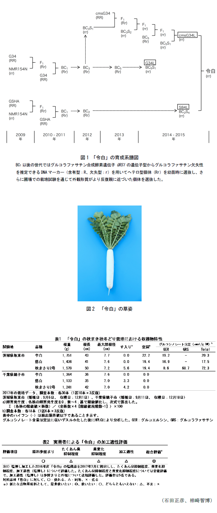 図1 「令白」の育成系譜図,図2 「令白」の草姿,表1 「令白」の秋まき秋冬どり栽培における収穫物特性,表2 実需者による「令白」の加工適性評価