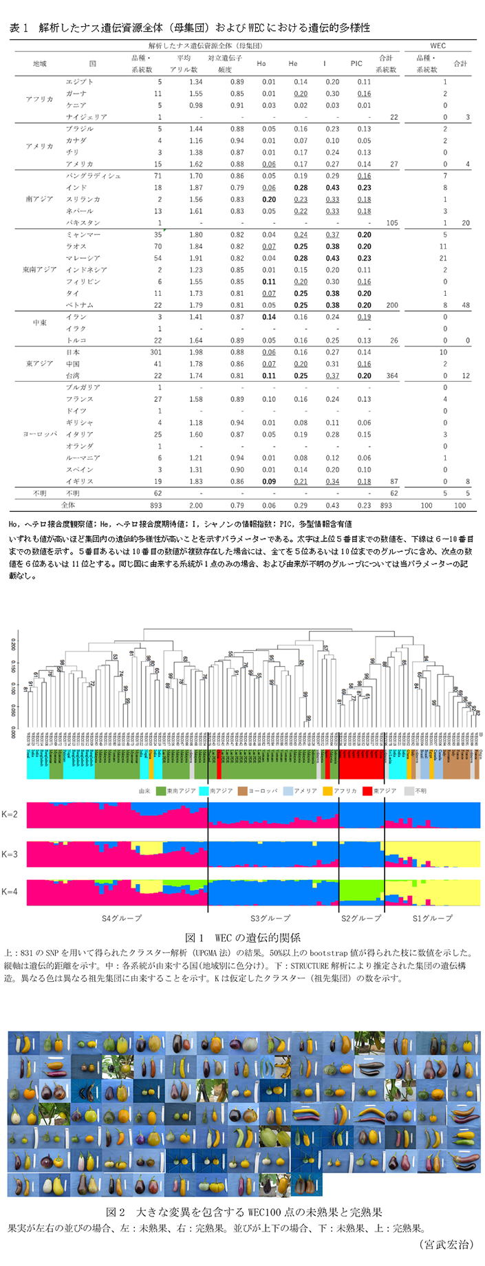 表1 解析したナス遺伝資源全体(母集団)およびWECにおける遺伝的多様性,図1 WECの遺伝的関係,図2 大きな変異を包含するWEC100点の未熟果と完熟果