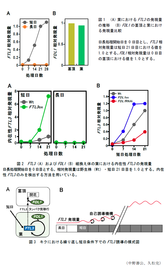 図1 (A)葉におけるFTL3の発現量の推移 (B)FDL1の茎頂と葉における発現量比較,図2 FTL3(A)およびFDL1(B)組換え体の葉における内在性FTL3の発現量,図3 キクにおける繰り返し短日条件下でのFTL3誘導の模式図